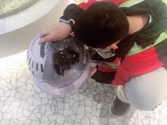 -momokira米努特·德文卷毛猫·棉花面纱犬