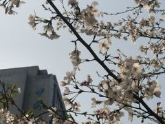 -武汉大学-樱园