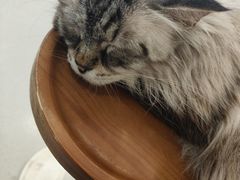 -共舞时光猫咖·狗咖(新街口店)