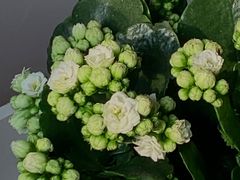 -双季花艺园艺市场(浦东店)