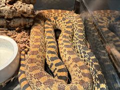 -FAIRYLAND龙族星球主题餐厅(凯丹广场店)