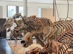 -美国自然历史博物馆