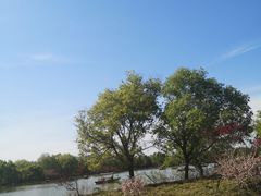 -洛阳市隋唐城遗址植物园