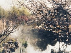 -香雪海