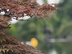 -听松楼·花园酒店·自助餐厅(红梅公园店)
