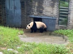 -都江堰中华大熊猫苑