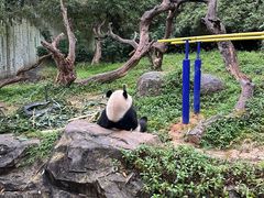 -广州长隆野生动物世界