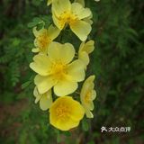 五一赏花指南：北京最美的花儿，这里都有