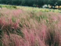 -艾溪湖湿地公园