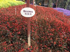 -金马仑薰衣草花园(Cameron Lavender)