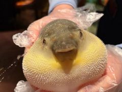 -肆月河豚·淮扬菜·湘菜(华天店)