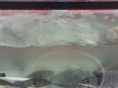 -长顺河豚馆(江洲东路)