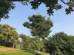 -上海欢乐谷-停车场