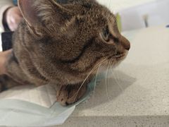 -艾吉宠物医院·疑难杂症转诊中心·猫友好(碧江路院)