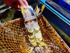 皇中皇泰国尿虾-辉记炭烧海鲜大排档·老字号(福田店)