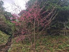 -广州白江湖森林公园