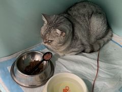 -荔康动物医院(康王北路店)