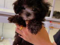 -翊宠yipet猫狗购宠庄园犬舍•猫舍