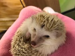 -藦茜花园宠物主题亲子互动体验馆(国顺东路店)