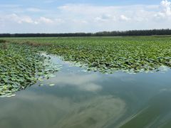 -滕州微山湖红荷湿地景区