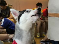 -Husky Go! 哈士奇体验馆·宠物咖啡厅狗咖