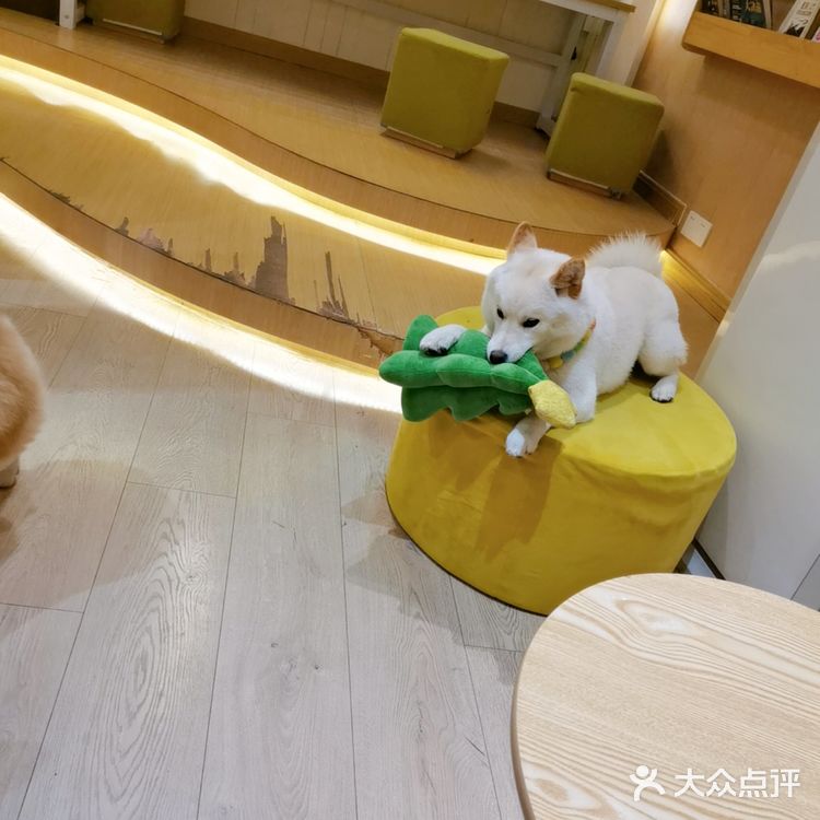 撸狗狗🐶