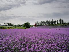 -紫颐香薰山谷景区