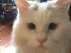 -瑞派·关忠动物医院·异宠专科·犬猫肿瘤·皮肤专科(望京店)