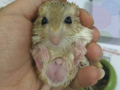 -龟与熊猫宠物公园(南坪店)