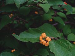 -北京西山国家森林公园