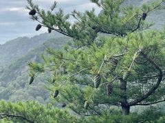 -朱雀国家森林公园