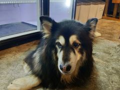 -more than meow吴止猫主题餐厅(承德 中船汇店)