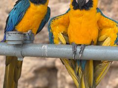 -西霞口神雕山野生动物世界