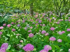 -上海滨江森林公园