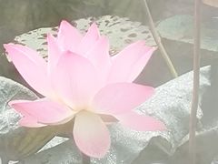-惠州西湖丰渚园