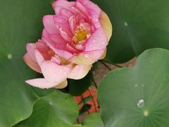 -莲花池公园