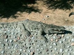 -石家庄市动物园