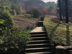 -铁山坪森林公园