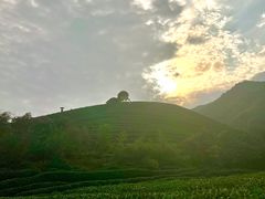-龙坞茶村