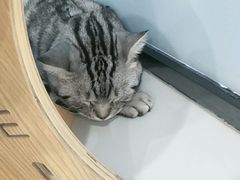 -糯米喵星人·撸猫猫舍咖啡馆(西市场嘉华店)