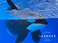 -上海海昌海洋公园