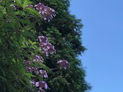 -武陵山森林公园