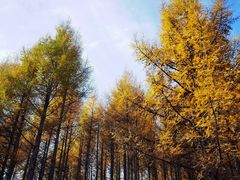 -塞罕坝国家级自然保护区