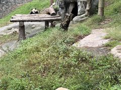 -都江堰中华大熊猫苑