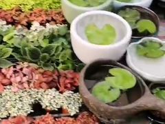 -秦美花卉(天朗·莱茵小城2期店)