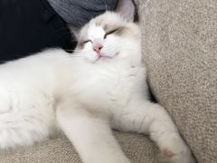 -Bastet sally猫舍购宠(静安店)