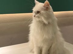 -飞行喵MR PILOT|猫舍·猫咖(静安大融城店)