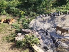 -石家庄市动物园