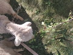 -乌素图国家森林公园