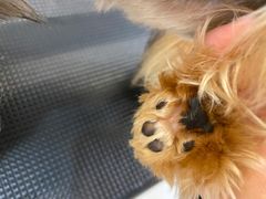 -comecome来吧宠物(奥克斯中心店)